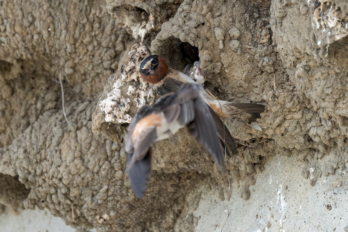 Cliff Swallow - ML620620482