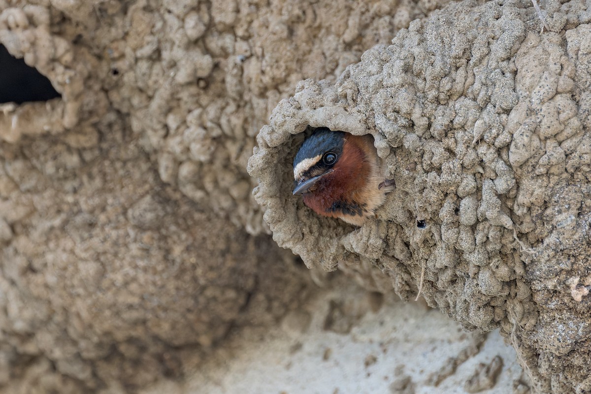 Cliff Swallow - ML620620483