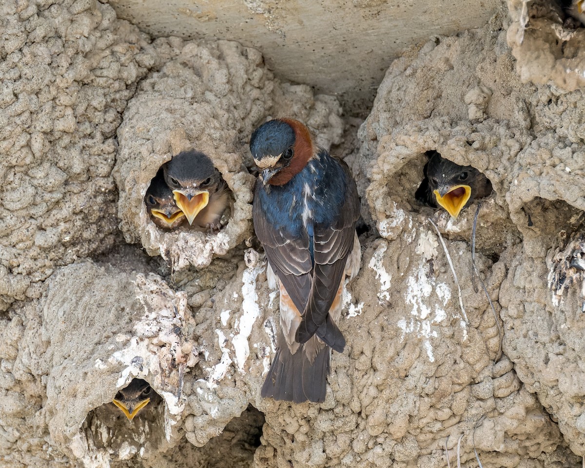 Cliff Swallow - ML620620484