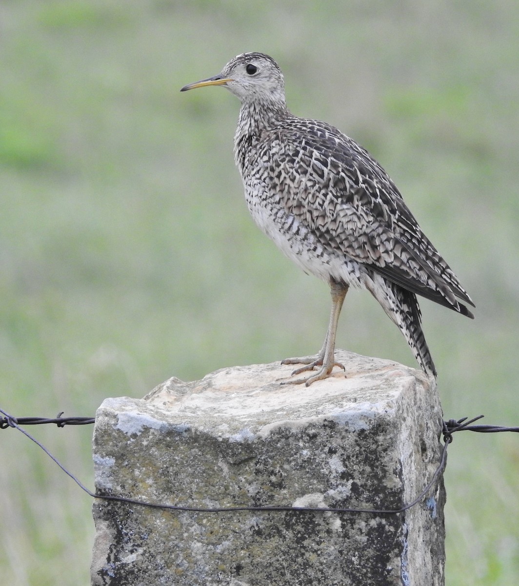 Upland Sandpiper - ML620620485