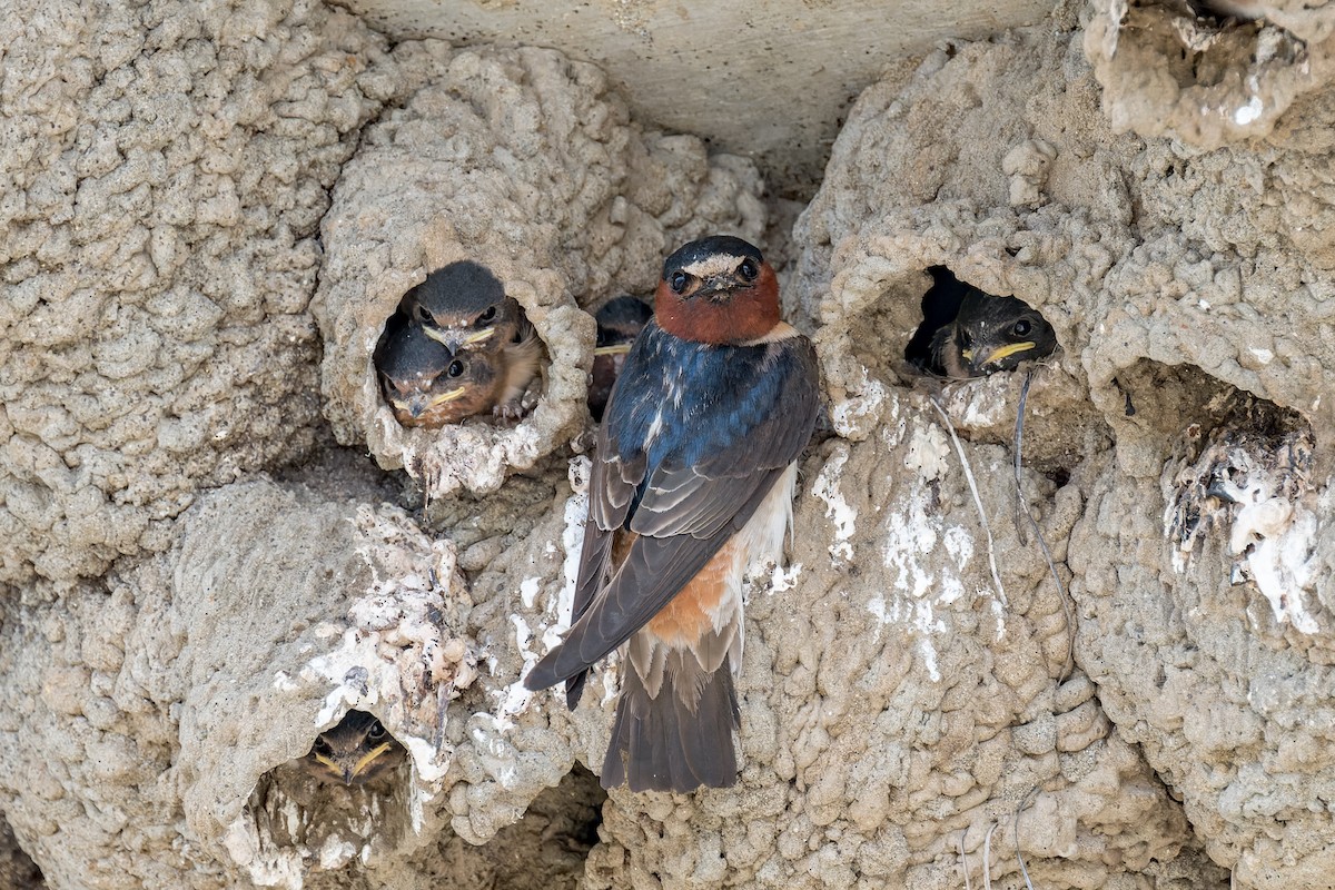 Cliff Swallow - ML620620486