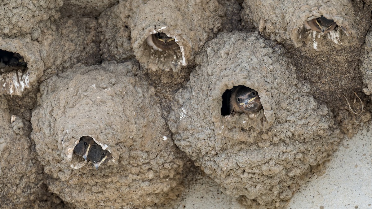 Cliff Swallow - ML620620487