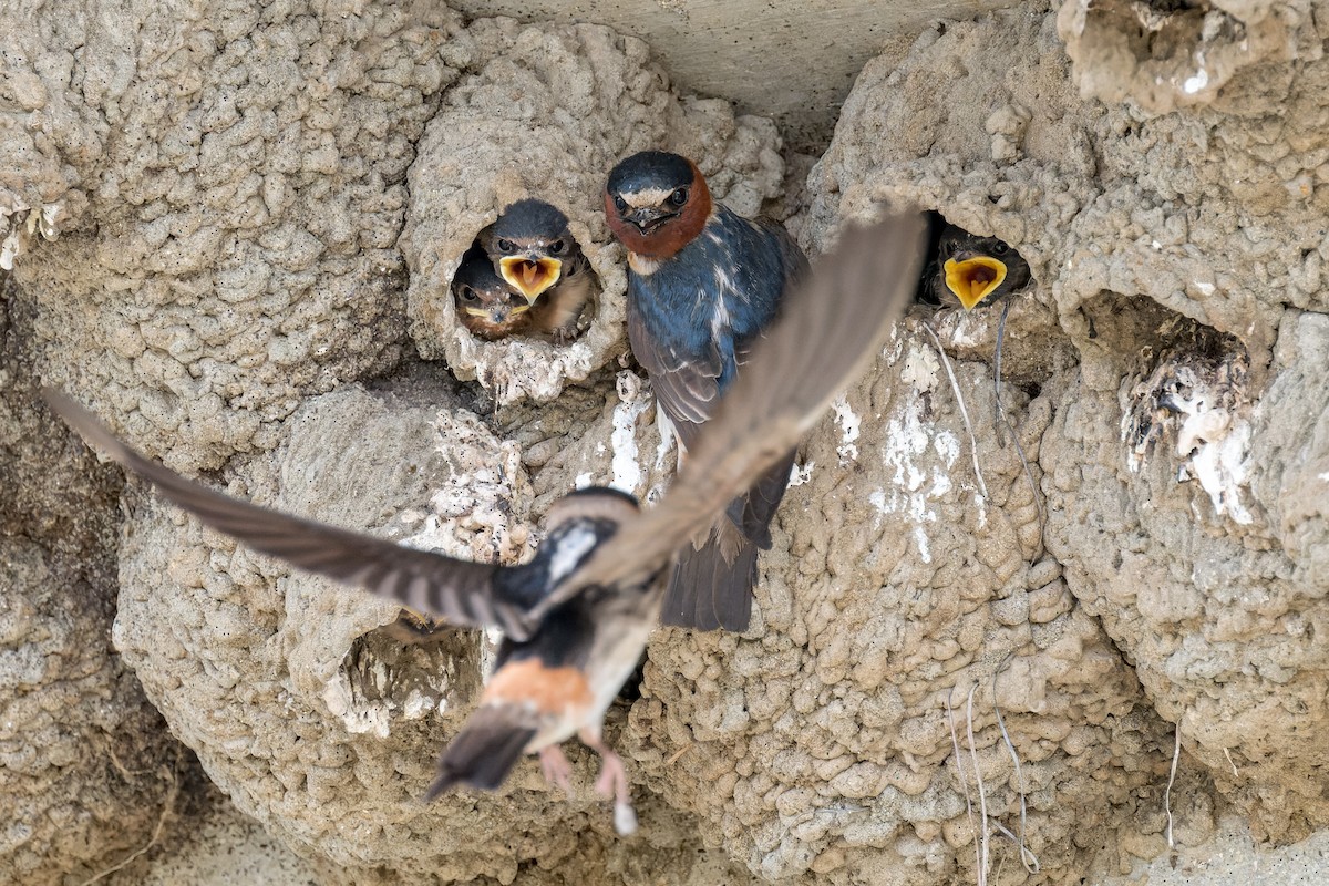 Cliff Swallow - ML620620488