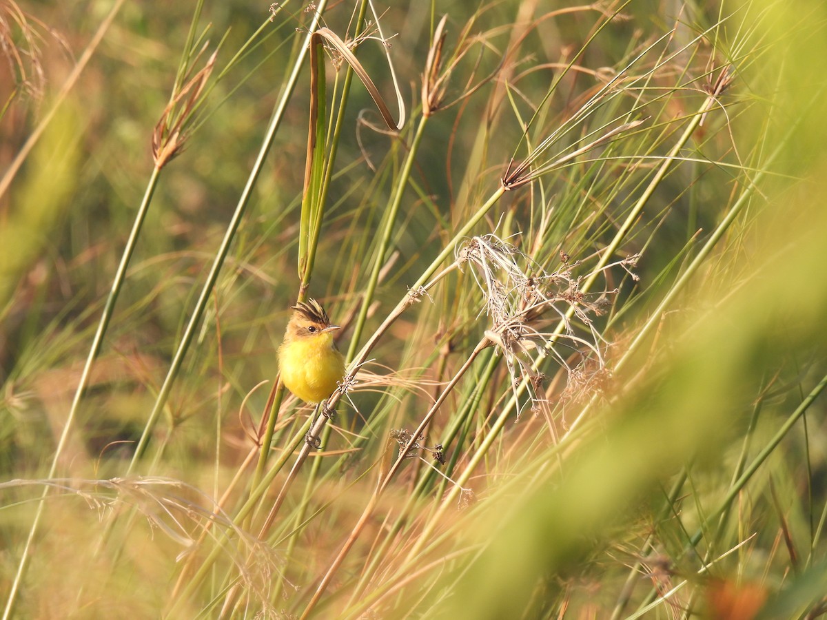 Crested Doradito - ML620620489