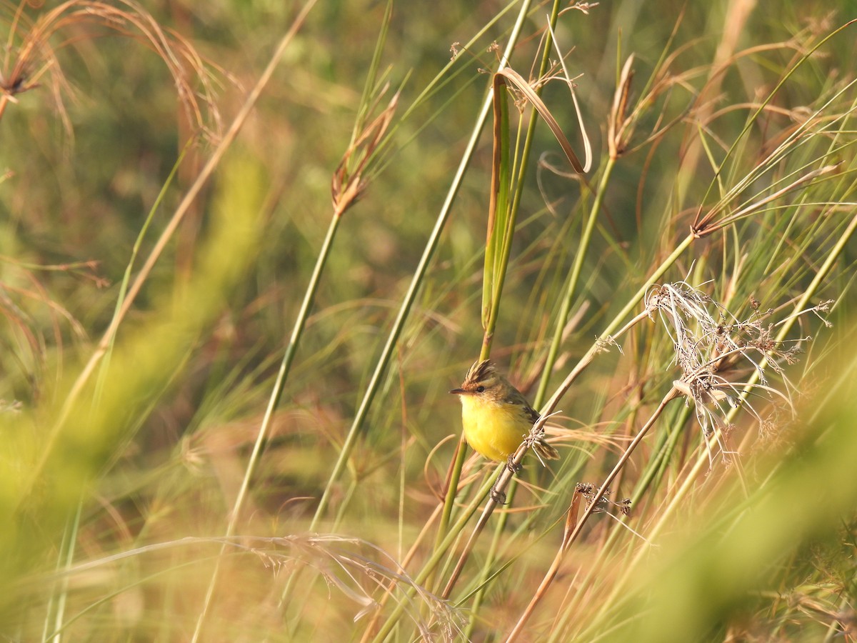 Crested Doradito - ML620620490