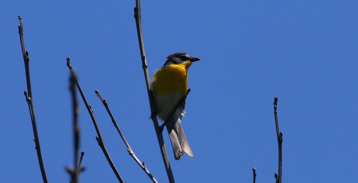 Yellow-breasted Chat - ML620620491