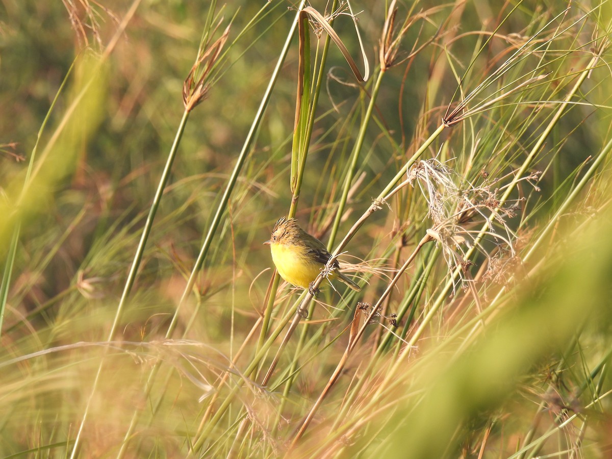 Crested Doradito - ML620620492