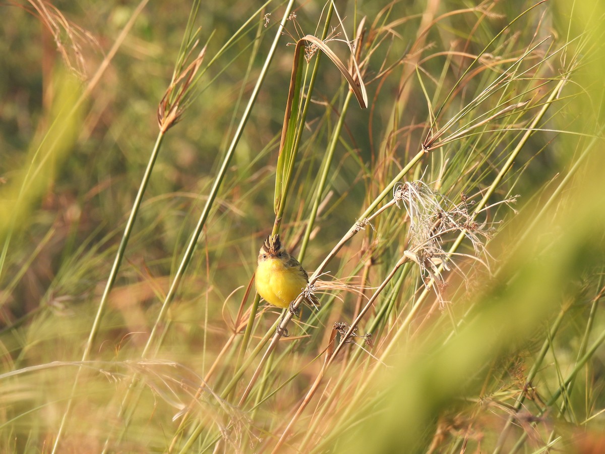 Crested Doradito - ML620620493