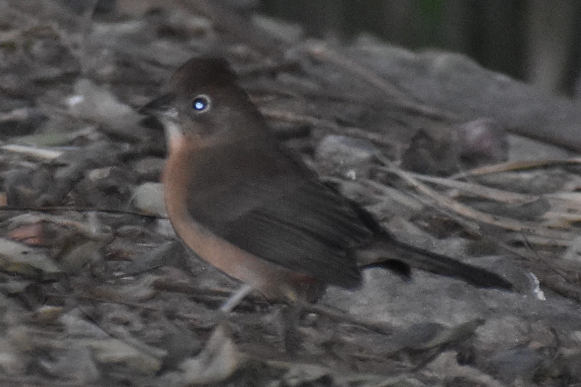 Red-crested Finch - ML620620494