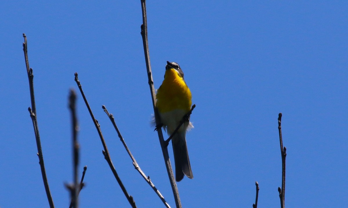 Yellow-breasted Chat - ML620620496