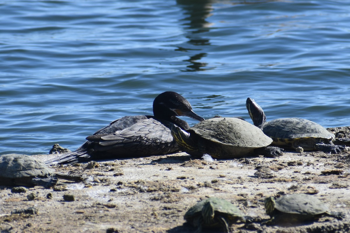 Neotropic Cormorant - ML620620497