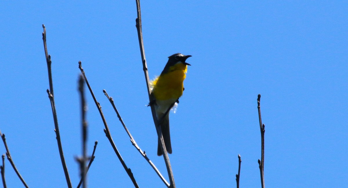 Yellow-breasted Chat - ML620620498
