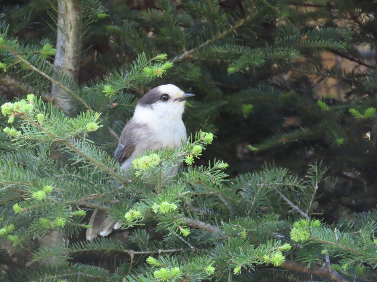 Canada Jay - ML620620501