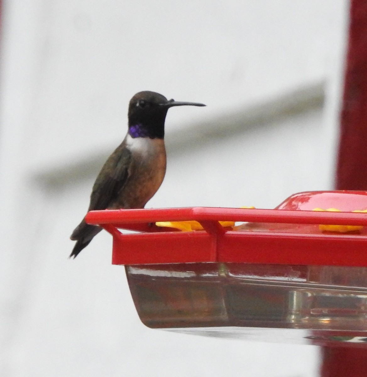 Colibrí Gorjinegro - ML620620502