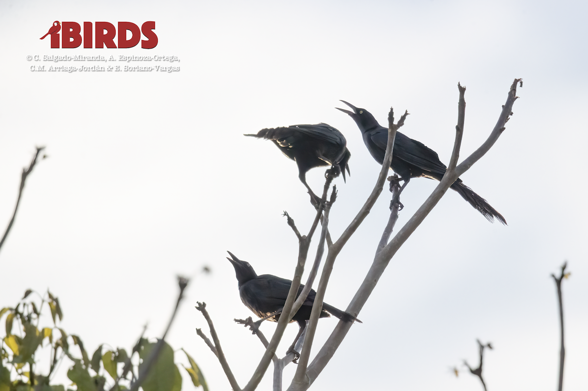 Great-tailed Grackle - ML620620505