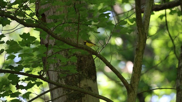 Hooded Warbler - ML620620507