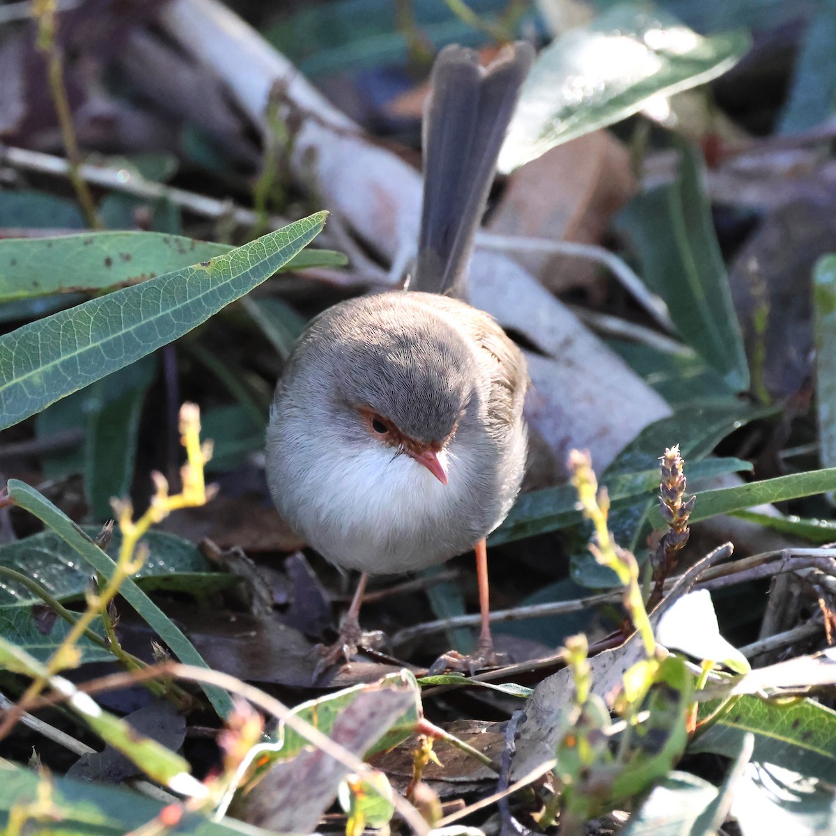 Superb Fairywren - Mark and Angela McCaffrey