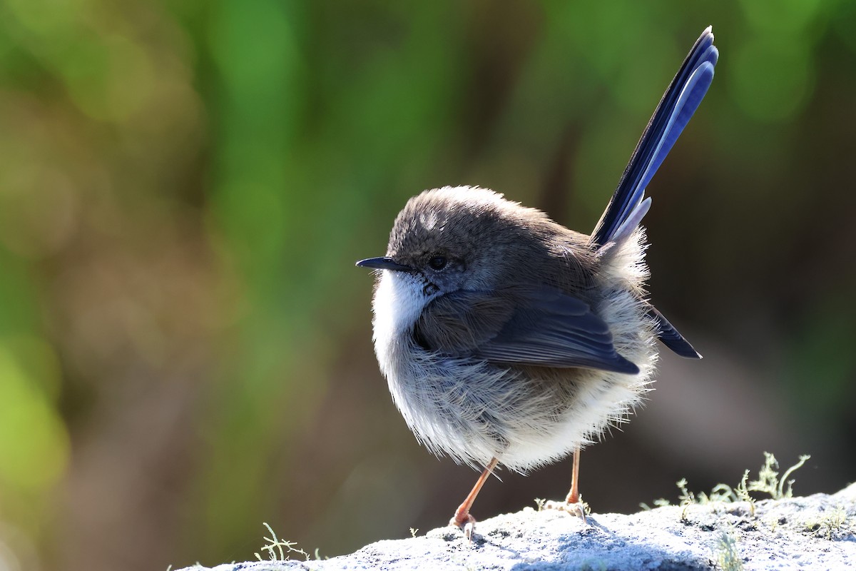 Superb Fairywren - ML620620515