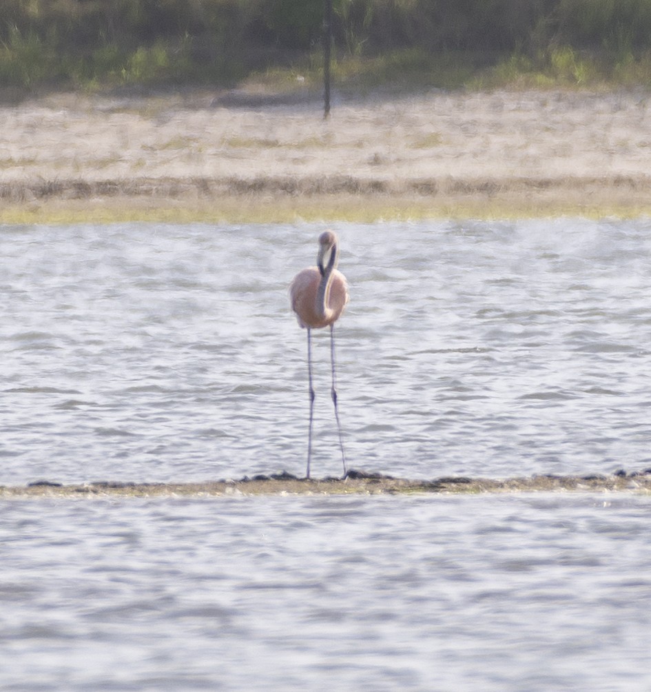 American Flamingo - Heather Van Dyk