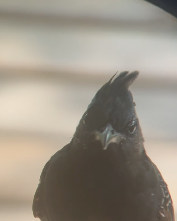 Red-vented Bulbul - ML620620525