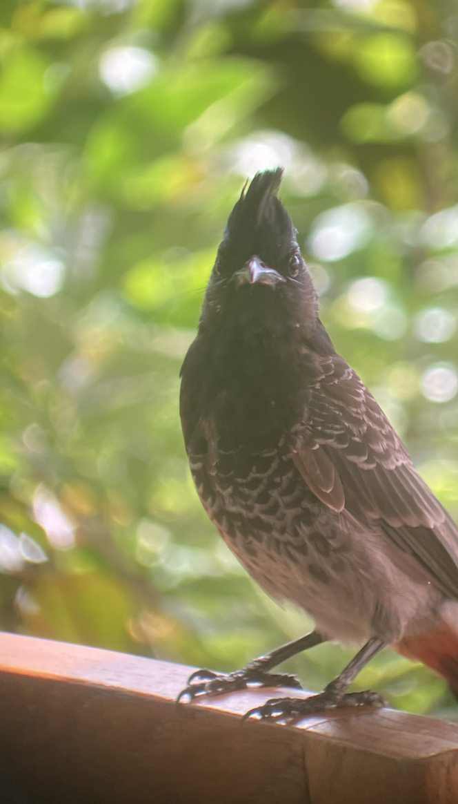 Red-vented Bulbul - ML620620527