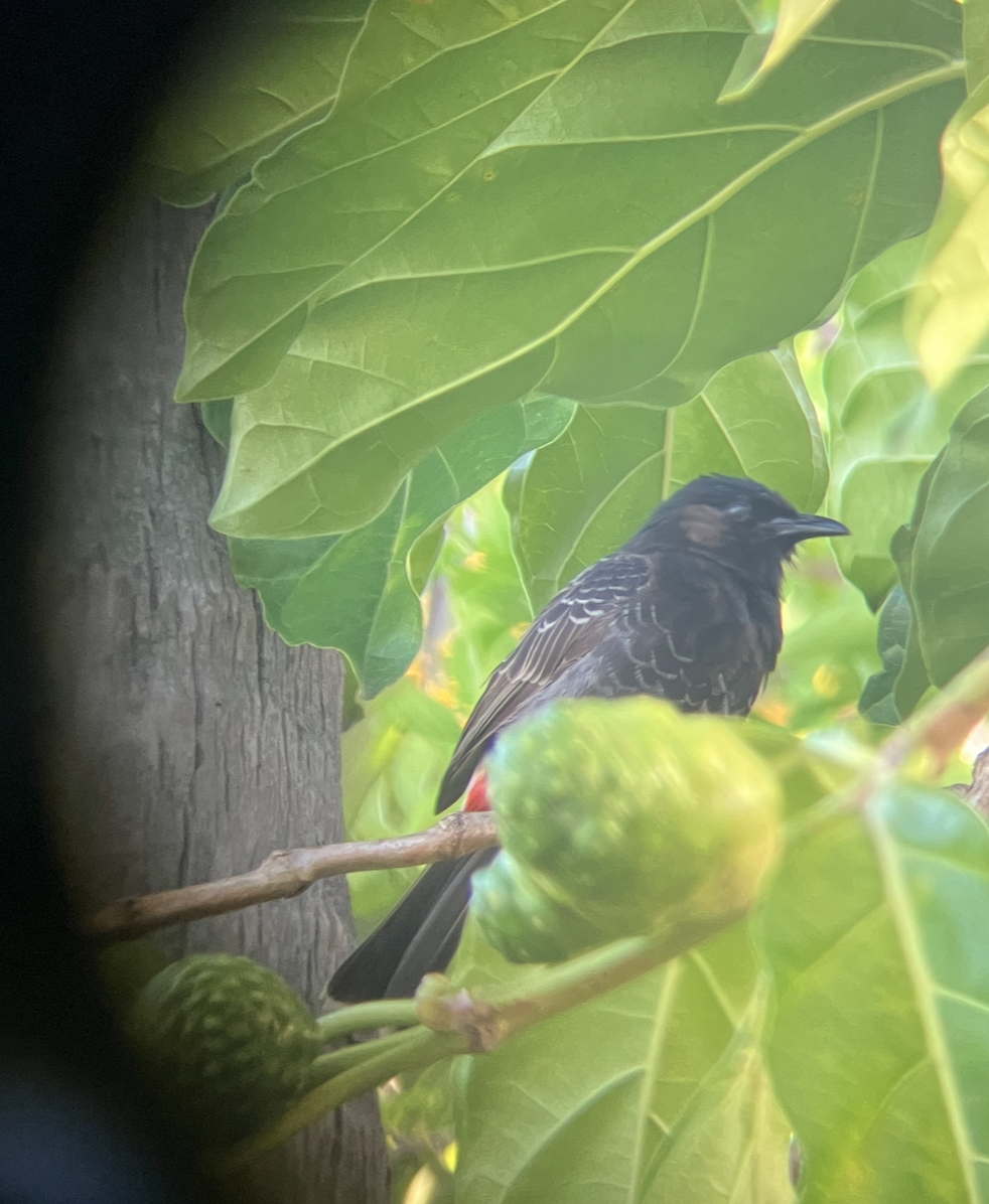 Bulbul à ventre rouge - ML620620529