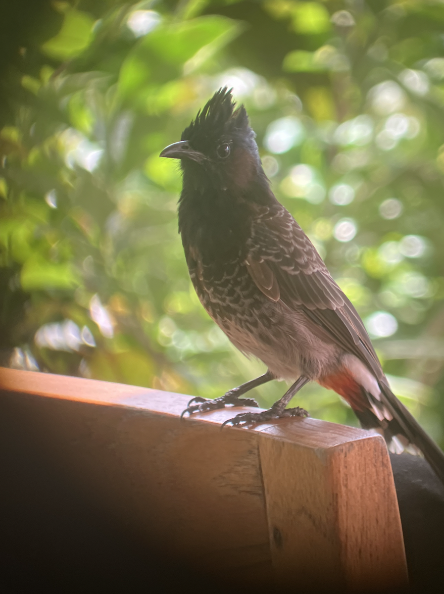 Red-vented Bulbul - ML620620530