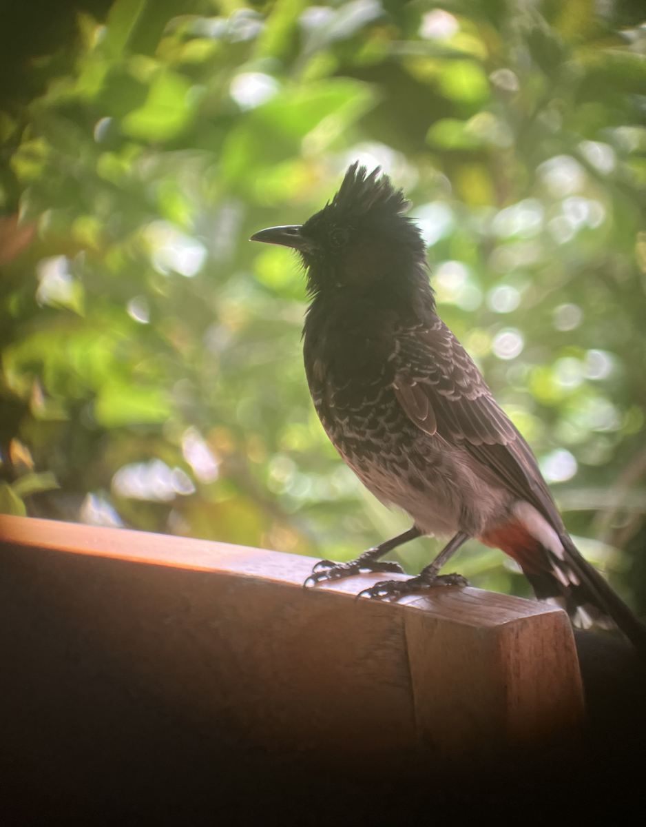 Red-vented Bulbul - ML620620531