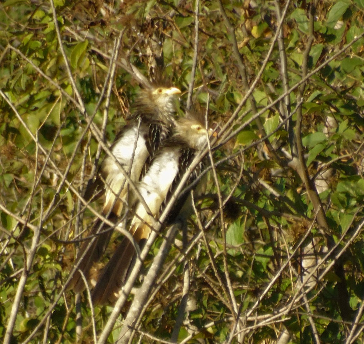 Guira Cuckoo - ML620620533