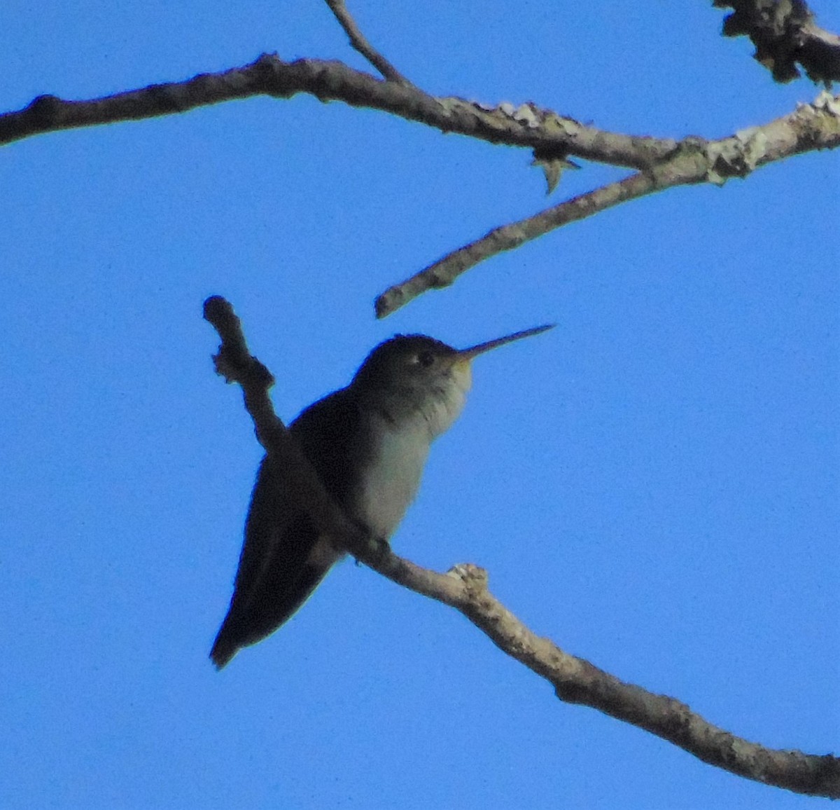 White-bellied Hummingbird - ML620620534