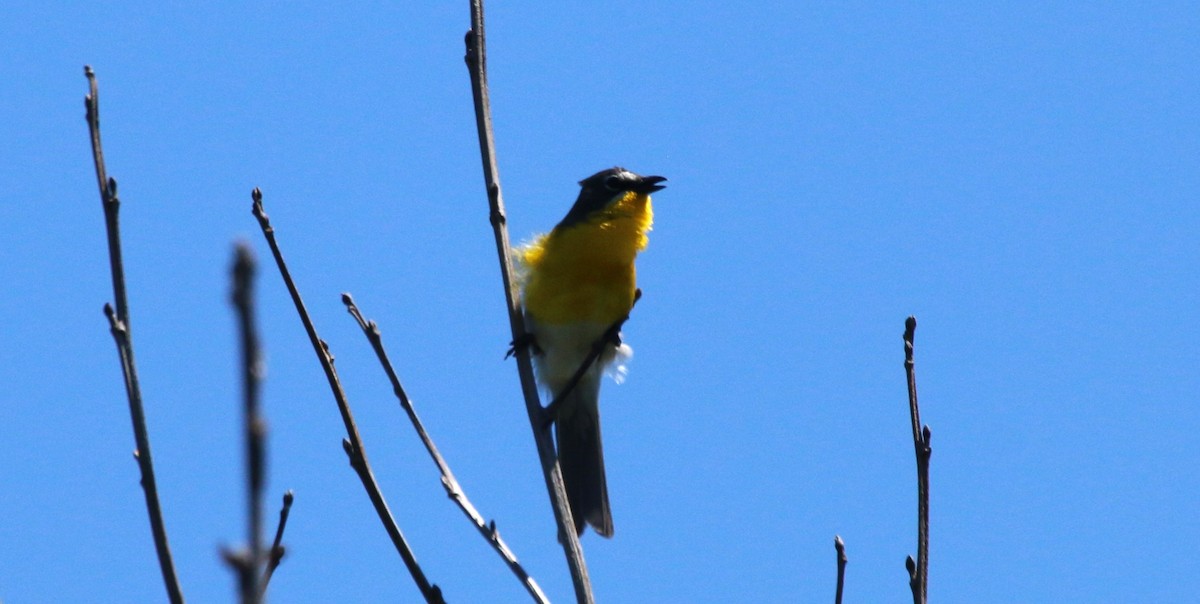 Yellow-breasted Chat - ML620620536