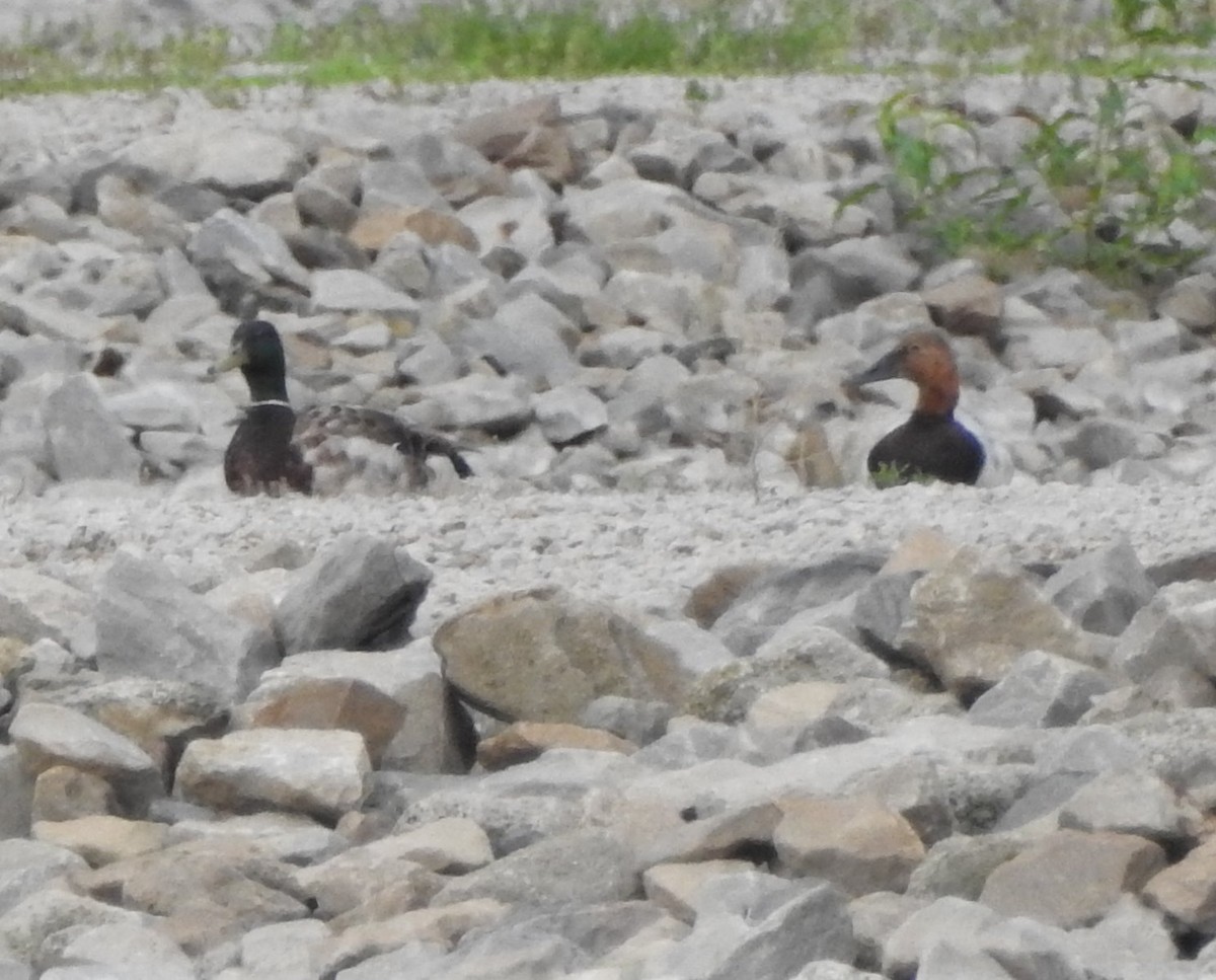 Canvasback - Carol Morgan