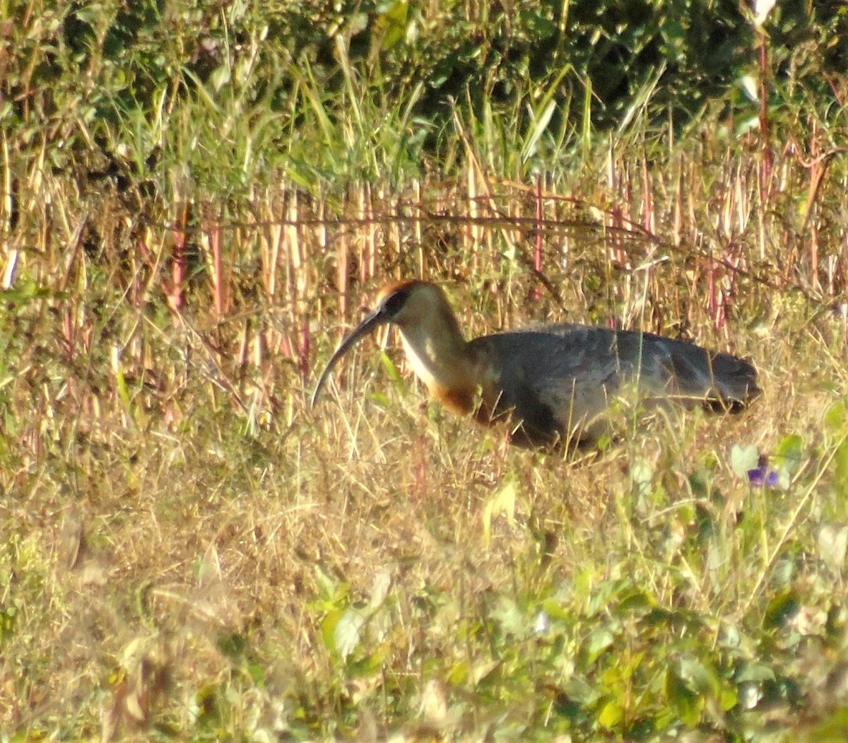 Buff-necked Ibis - ML620620538