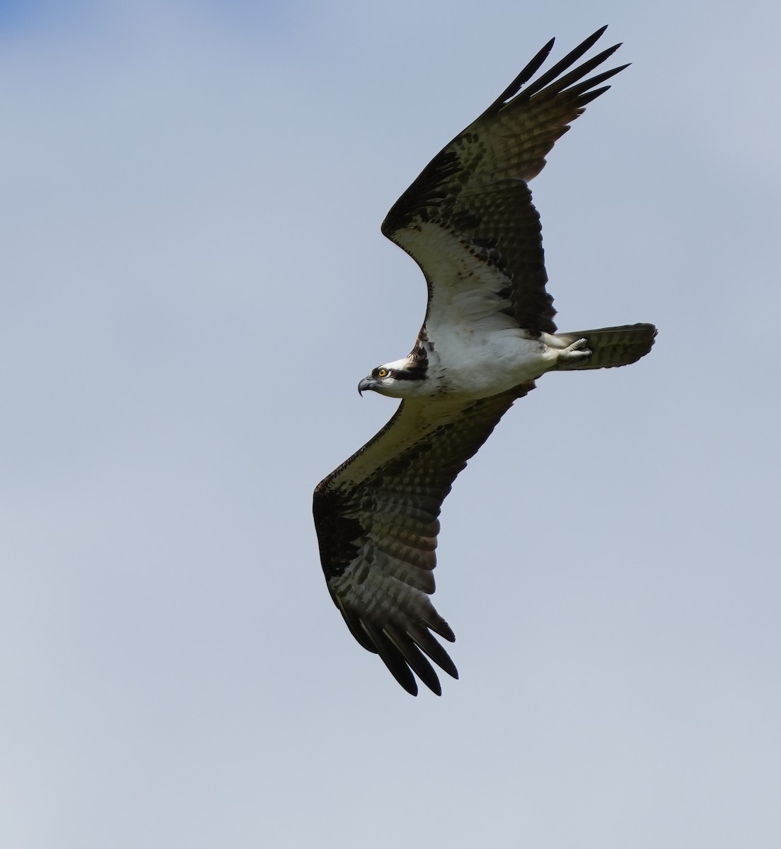 Osprey - ML620620541