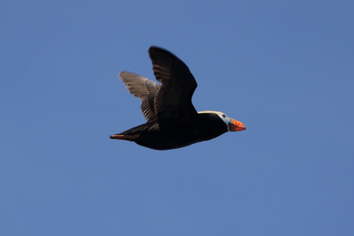 Tufted Puffin - ML620620544