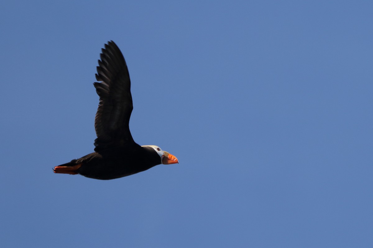 Tufted Puffin - ML620620545