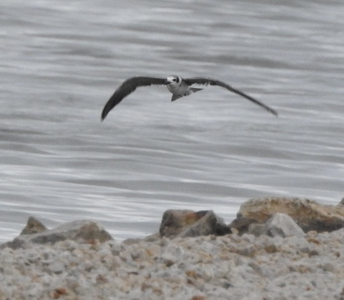 Black Tern - ML620620552