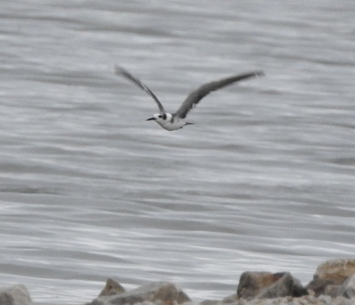 Black Tern - ML620620553