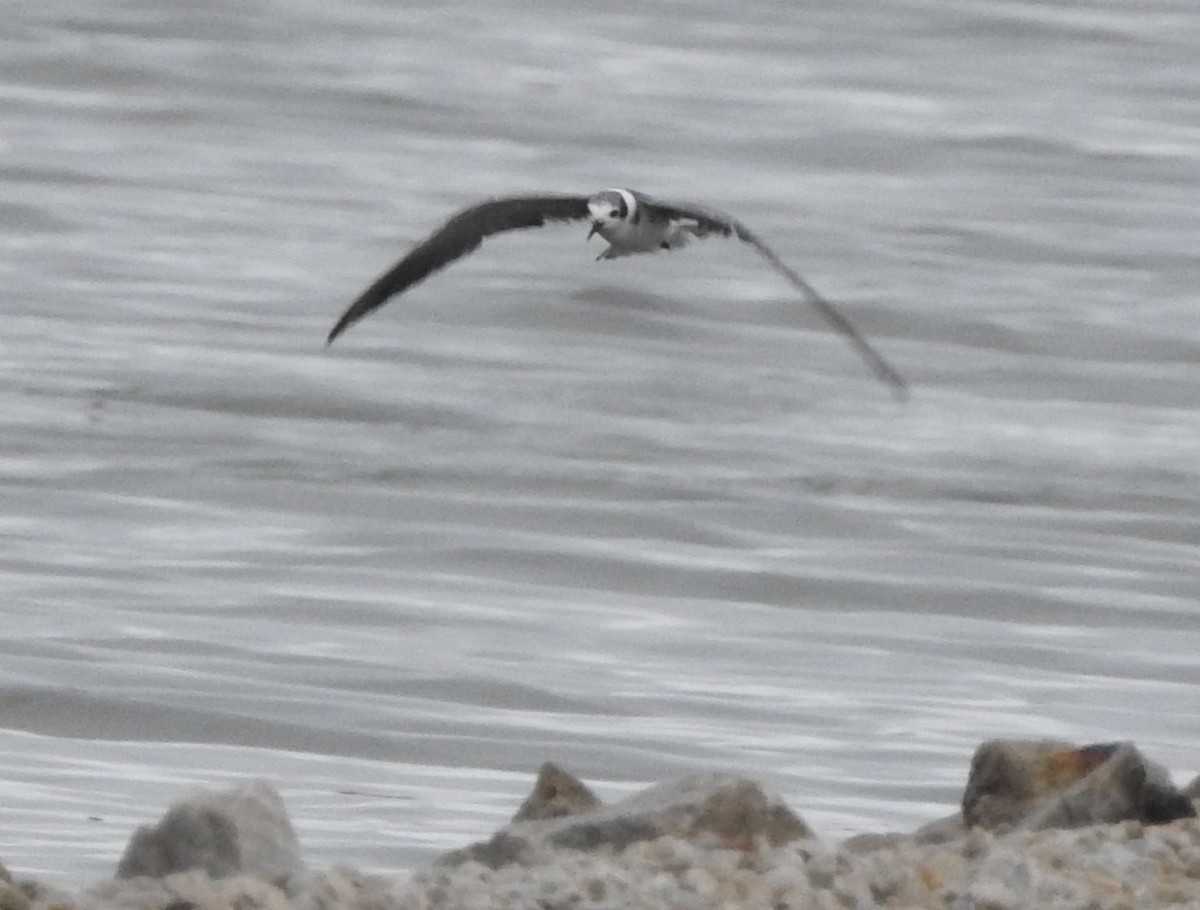 Black Tern - ML620620554