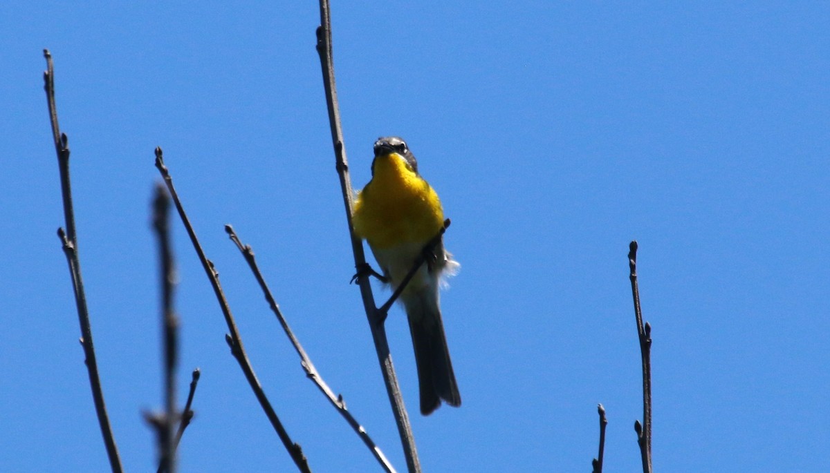 Yellow-breasted Chat - ML620620556
