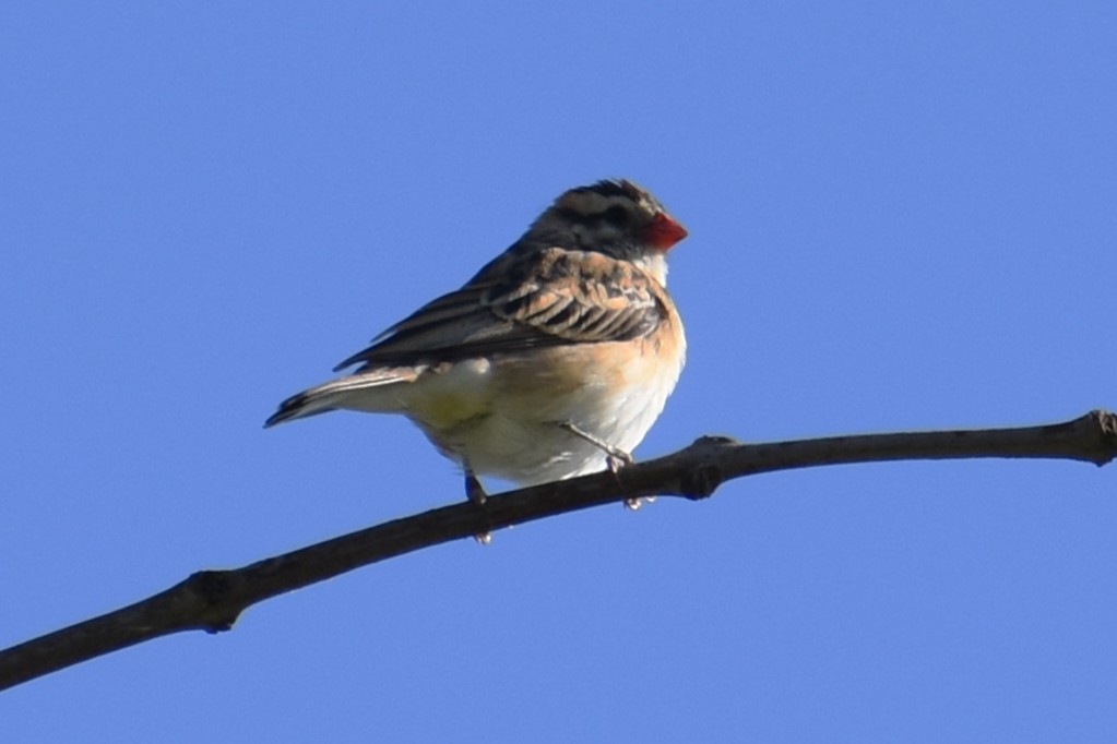 Pin-tailed Whydah - ML620620560