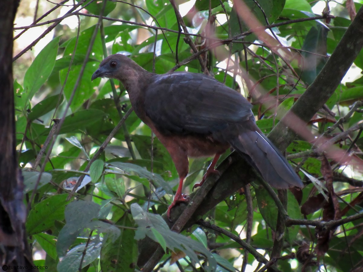 Sickle-winged Guan - ML620620562
