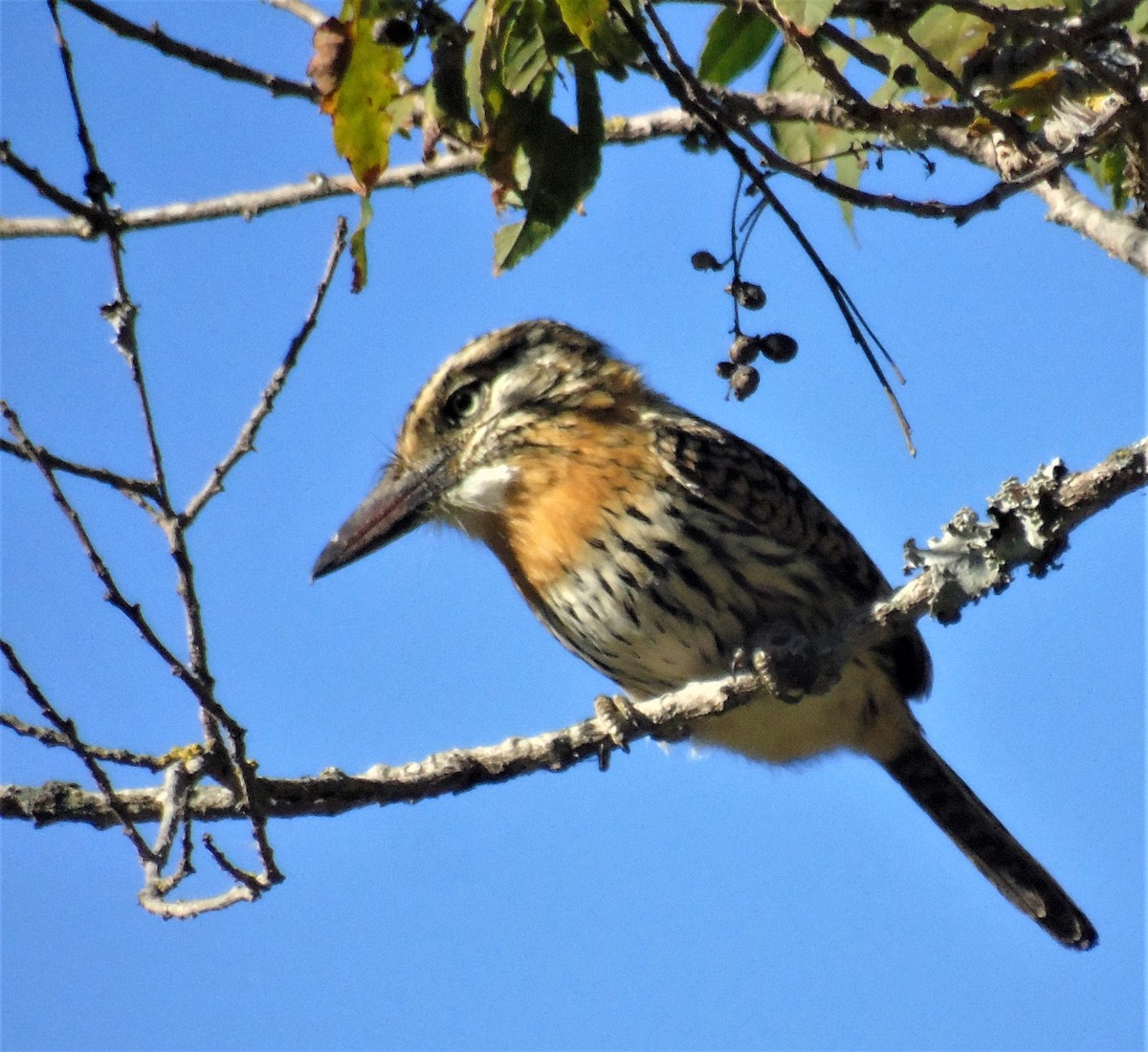 Spot-backed Puffbird - ML620620565