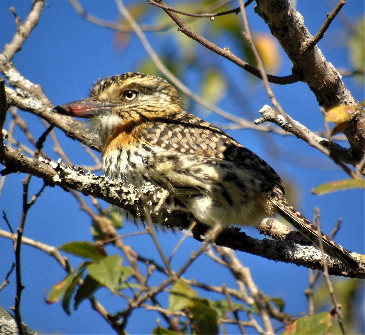 Spot-backed Puffbird - ML620620567