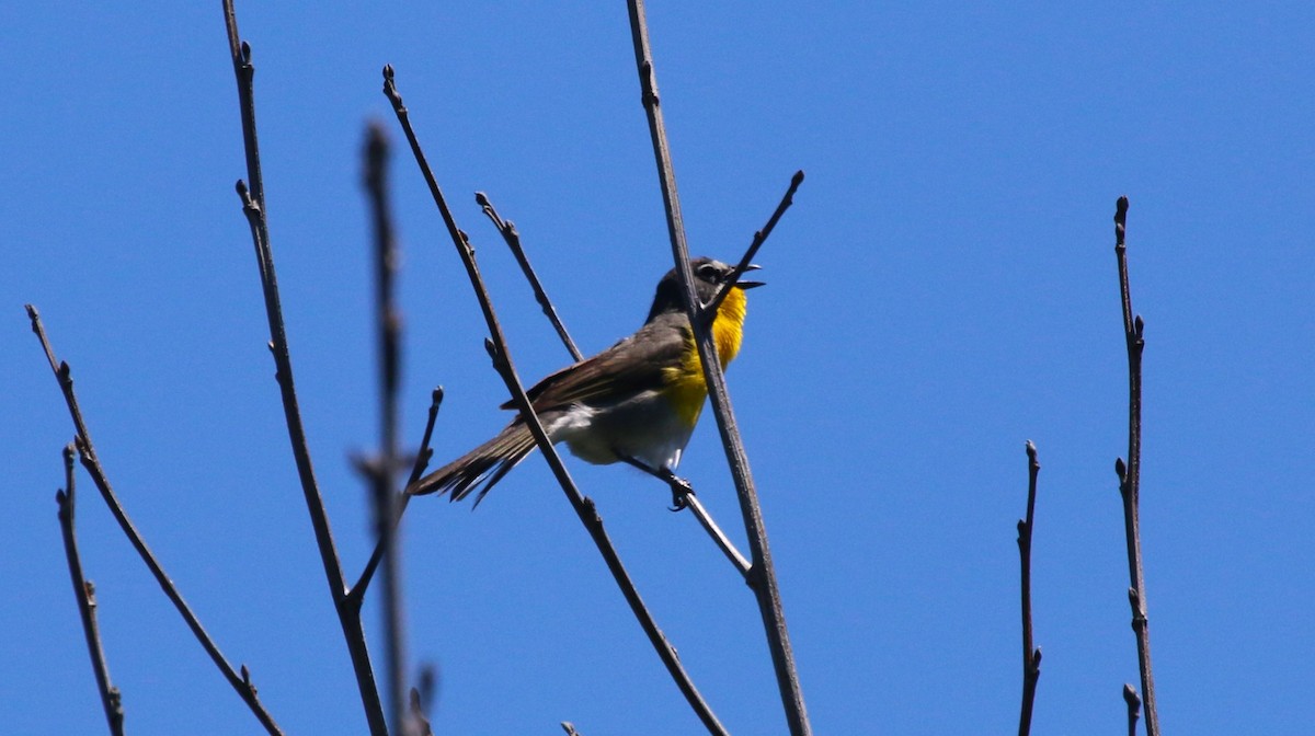 Yellow-breasted Chat - ML620620571