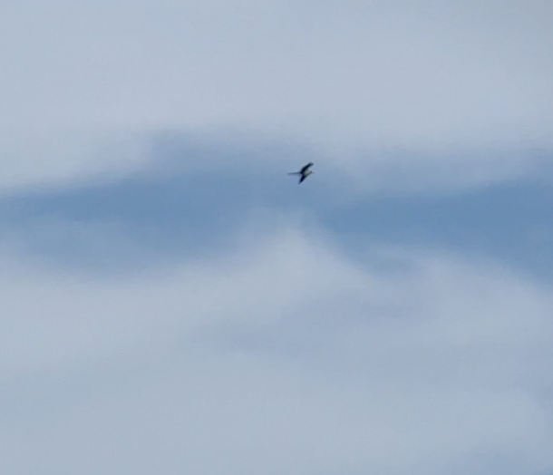 Lesser Frigatebird - ML620620573