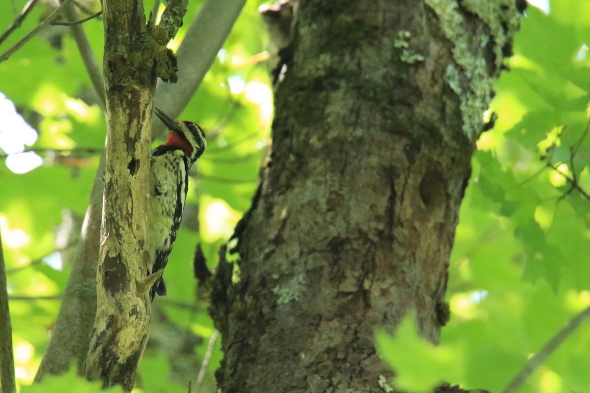 Yellow-bellied Sapsucker - ML620620579