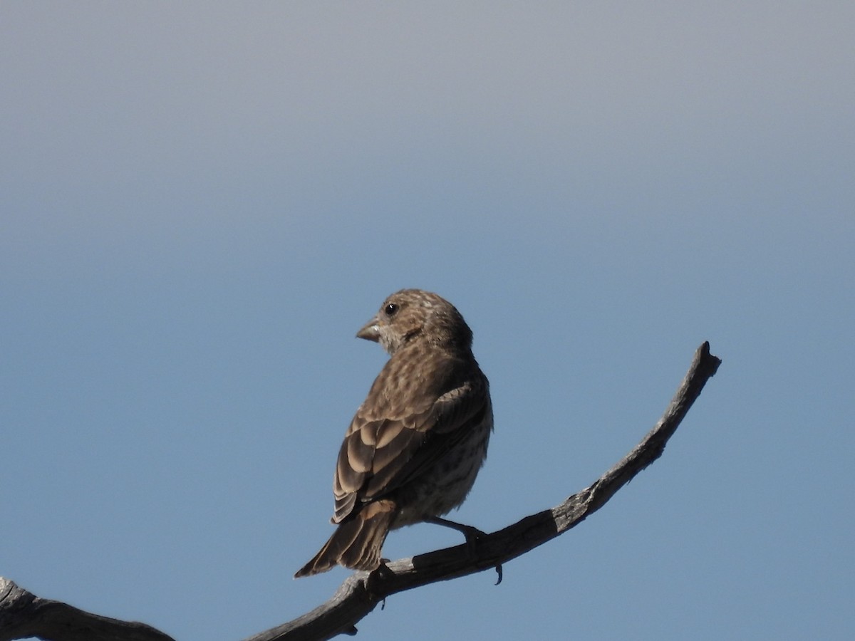 House Finch - ML620620580