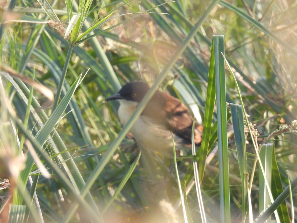 Black-capped Donacobius - ML620620583