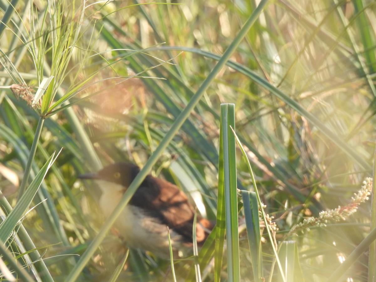 Black-capped Donacobius - ML620620585